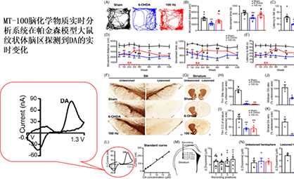 PA直营活体脑化学助力帕金森研究新进展