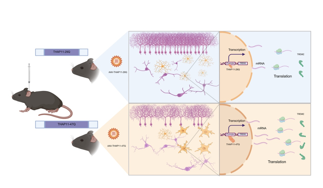 JCl | 暨南大学杨甦/李世华/湘雅医院江泓团队构建新型神经退行性疾病SCA51的首个动物模型并揭示致病机制